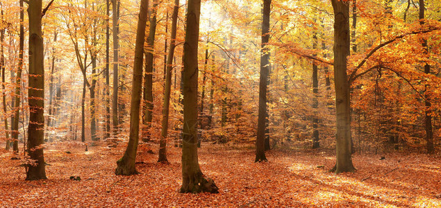 秋天森林里美丽的雾蒙的早晨图片