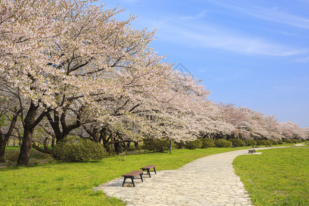 日本岩手县北上天正地樱花盛开之路图片