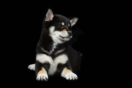 美丽的黑日本小狗图片