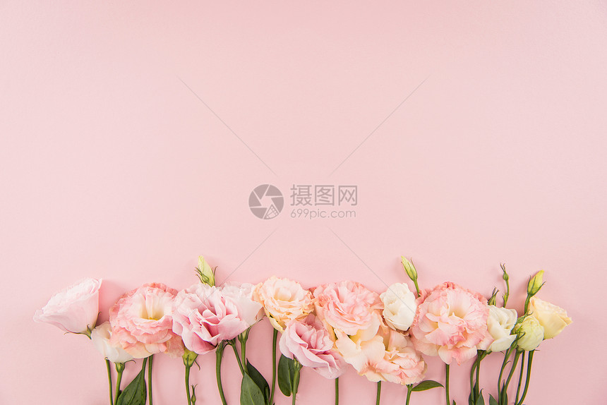 粉红色背景中绝缘的美丽鲜嫩盛开来叶末花图片