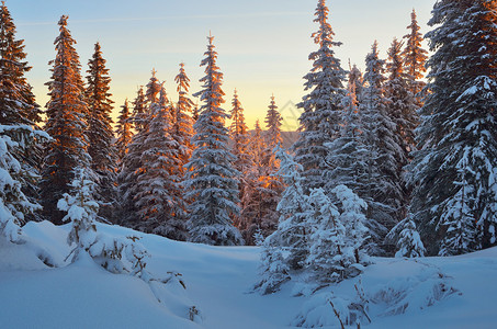 冬天的针叶林美丽的晨光圣诞景色图片