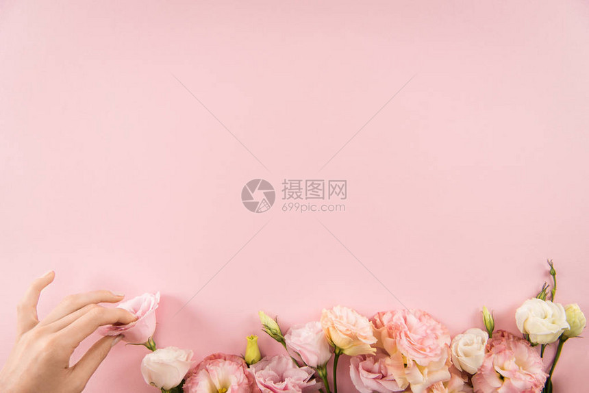 在粉红色背景上隔绝的鲜花最顶端是手搭图片