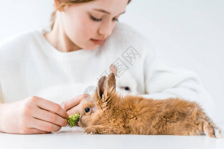 以白花椰菜喂兔的可爱小女图片