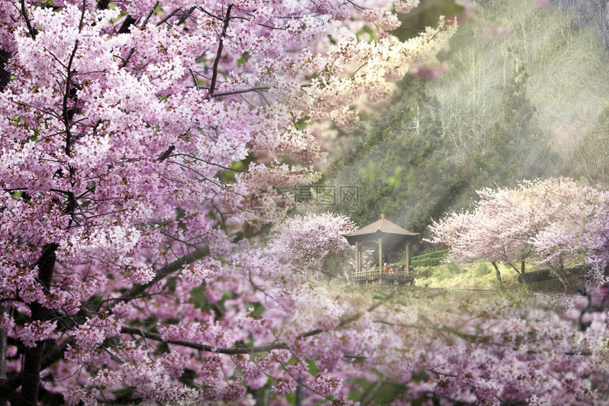 阳光下的樱木树用于面图片