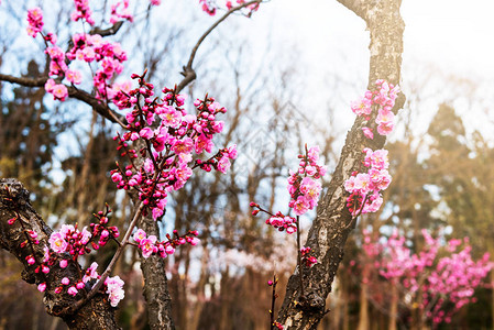 在北海道札幌的马鲁山公园粉红沙仓樱花开图片