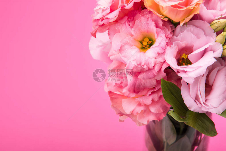近距离观看了粉红色花瓶中与粉色隔绝的粉图片