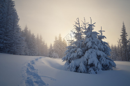 雪中的轨迹山林中的圣诞风景阳图片