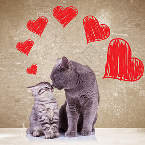 爱猫在情人节互相亲吻图片