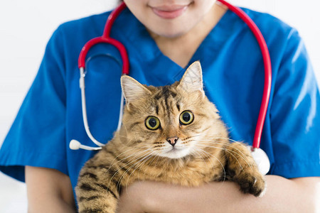女医生兽医手上拿着可爱的猫图片