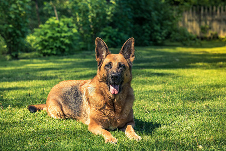 德国牧羊犬躺在草地上图片