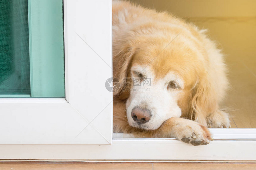 死肥老母金色猎手躺在门前在等主人的时候图片
