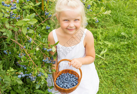 在森林里收集蓝莓的女孩图片