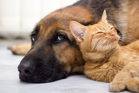 猫和狗一起躺在地背景图片