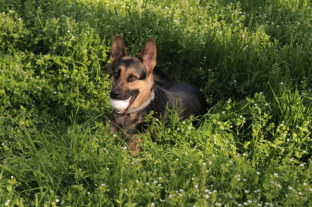 草丛中的德国牧羊犬图片