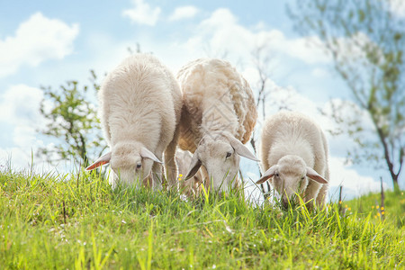 野外的青草牧羊图片