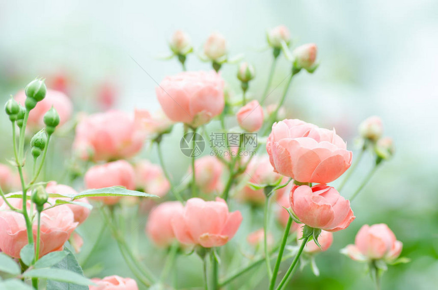 粉红玫瑰花在园朵中图片