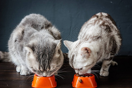 两只猫在吃两个橙色碗里的食物图片