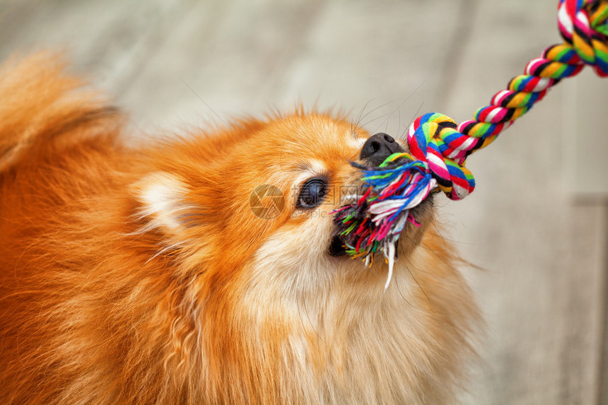 顽皮的狗玩拉玩具斯皮茨品种图片