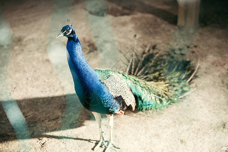 在动物园近距离欣赏美丽的孔雀和五颜六色的羽毛图片