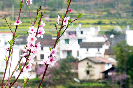 春天桃花村图片