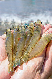 在水产养殖场近距离观察白虾或凡纳滨对虾图片