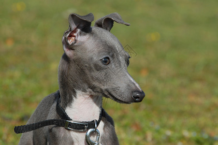 灰色小狗的肖像纯种意大利义图片