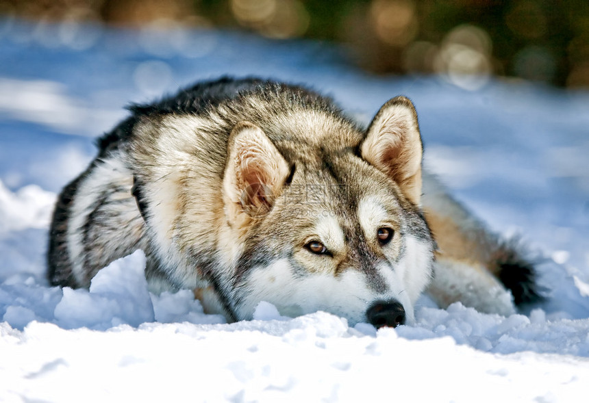 一只美丽的西伯利亚哈斯基狗在雪覆盖的地面上把图片