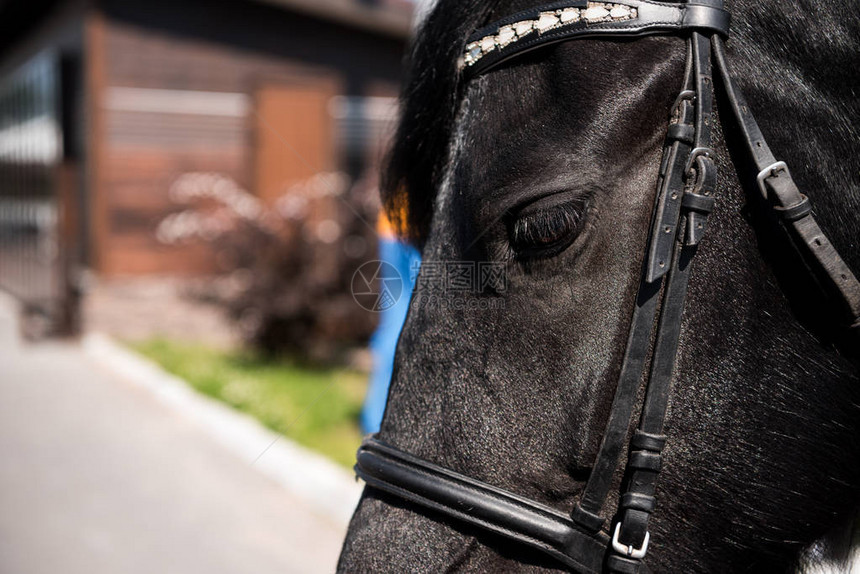 美丽的黑色纯种马与缰绳的特写视图图片