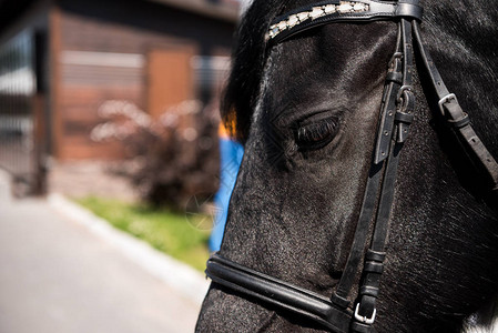 美丽的黑色纯种马与缰绳的特写视图图片