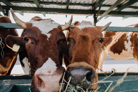 棕色家庭美奶牛肖像在农场图片