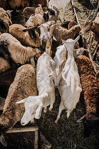 牧羊群和山羊群在农场牛圈中图片