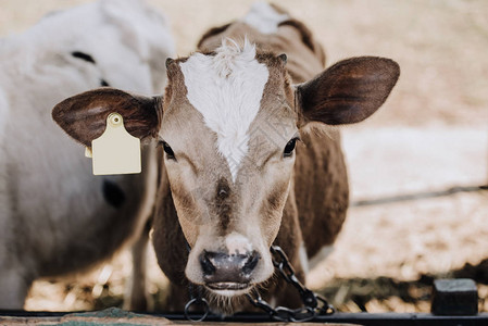 站在农场摊位上的可爱家养小牛肖像图片
