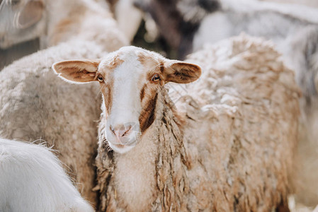 在农场的畜栏里放牧羊群的肖像图片