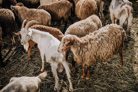 山羊和群在农场的畜栏里放牧图片