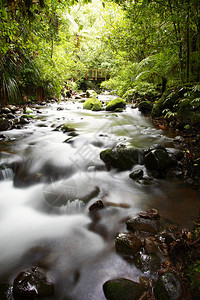 溪流在茂密的热带森林中流动图片