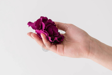 手持美丽的紫色花朵与灰色隔离的裁剪照片背景图片