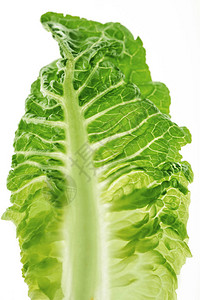 健康的生菜叶上白色孤立图片
