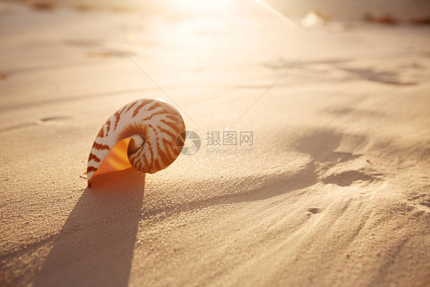 纳图卢斯海壳在阳光照耀图片