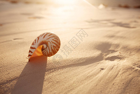 纳图卢斯海壳在阳光照耀图片