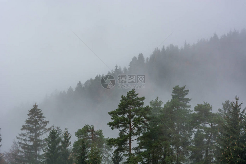 晨雾升起在松树林之上图片