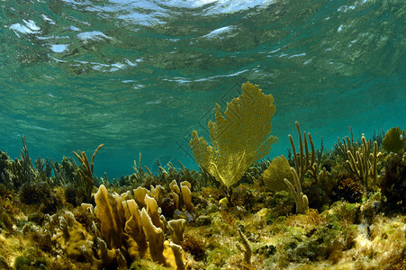 与海扇和珊瑚的水下生景观图片