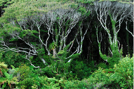 新西兰海岸南部的土著茶图片