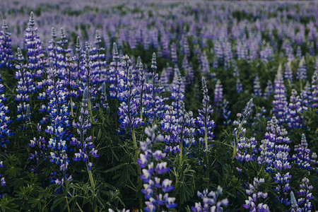 冰岛紫色羽扇豆草甸的全帧图像图片