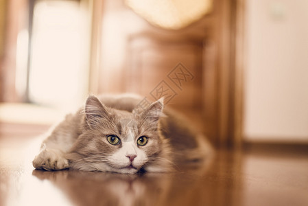 躺在地板上的棕色猫图片
