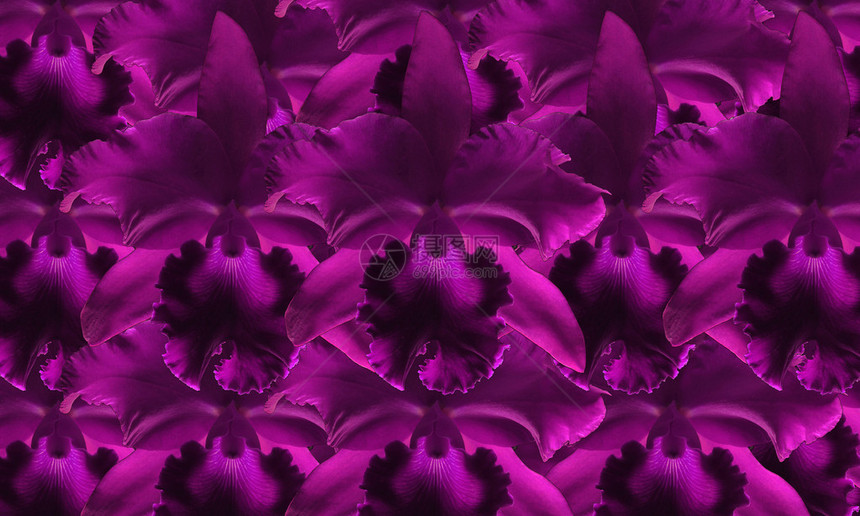 美丽的紫色兰花背景图片