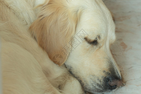 睡在地板上的金毛猎犬图片