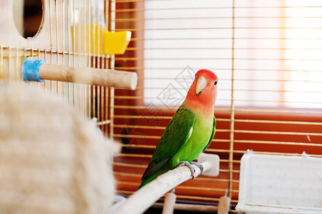 可爱的鸟鹦鹉在大笼子上阳光照图片