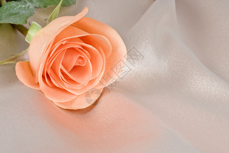 缎子上的桃玫瑰图片