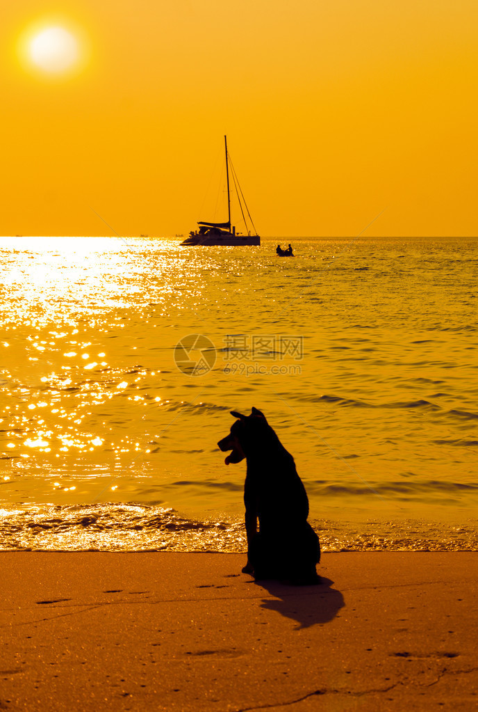 在海滩看日落的狗图片