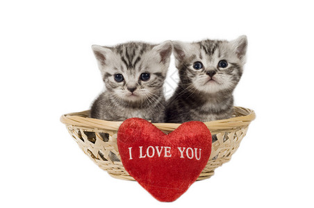 两只英国短发小猫在篮子里标背景图片